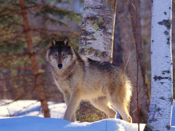 Сегодня целый день идут дожди