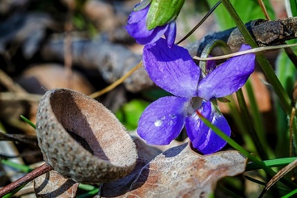 Годовое кружение