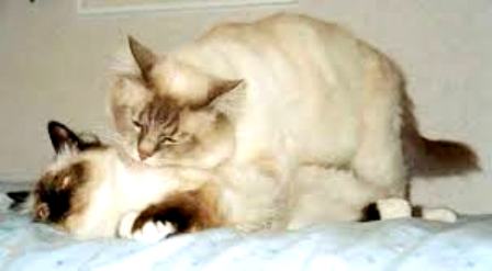 Сам не рычи...