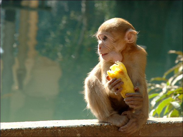 Бананы на обед