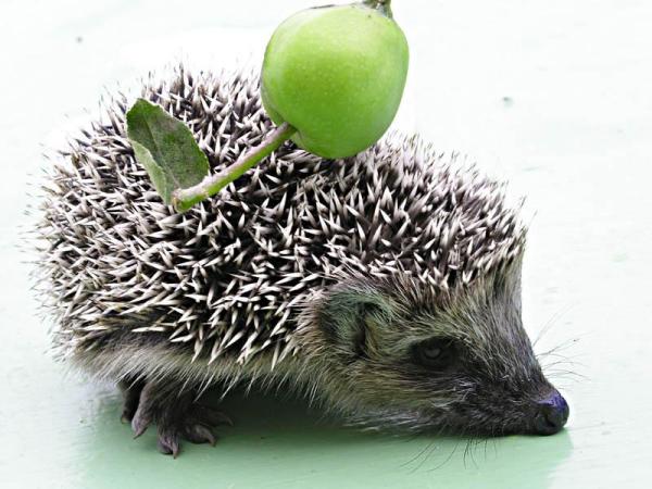 Чудо-яблочко