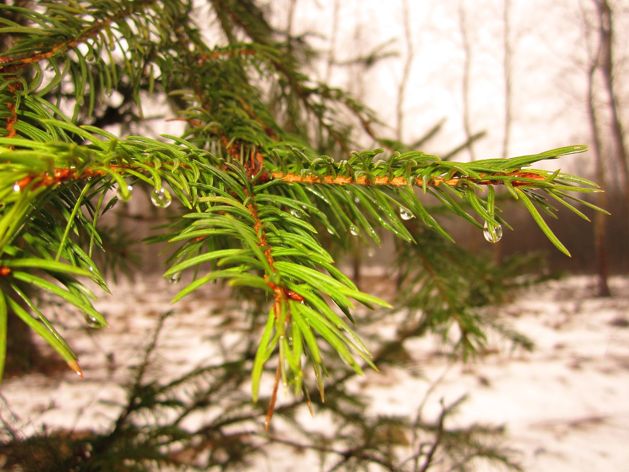 Мы к вам весной придём...