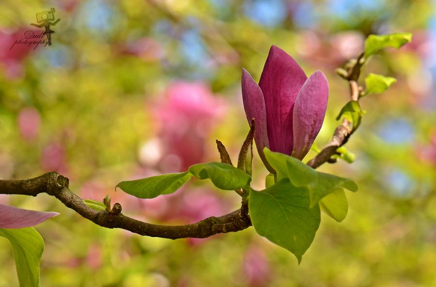 Загадал присниться я тебе. Песня