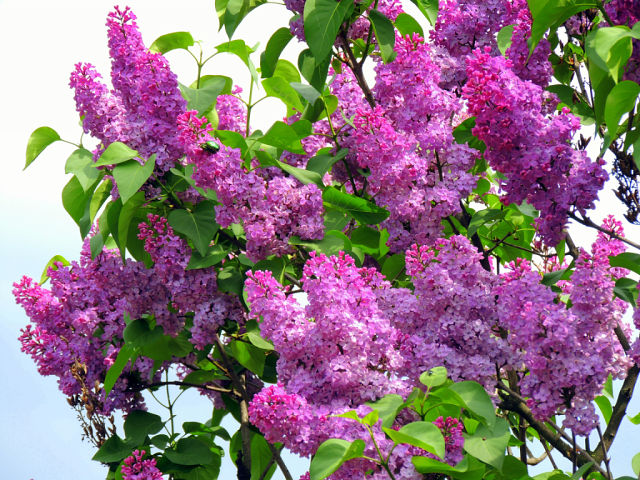 Уже сирень вовсю цветет