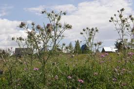 Поросла земля лихим бурьяном...