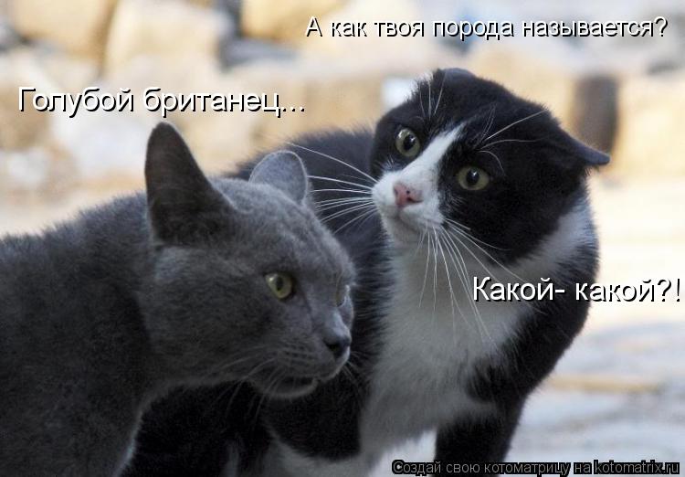 Дворовых котов ватага