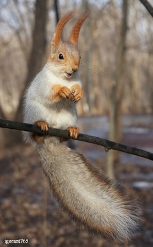 Беличьи портреты Белочка веснянка