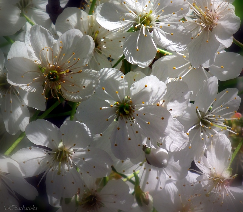 У пристани надежды...