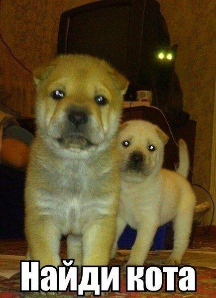 Чёрный кот в кресле сидит...