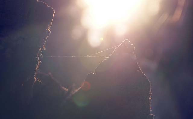 Цветение жизни. Первые теплые дни