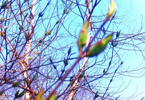 Там, где мерцает...