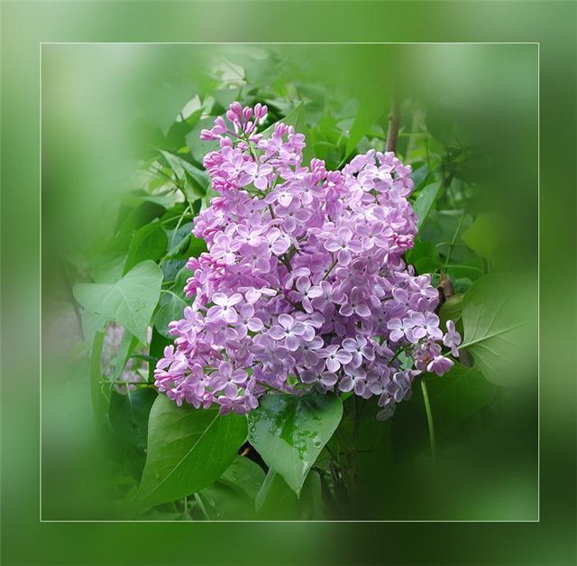 за край сиреневой бездны 07. 05. 2014