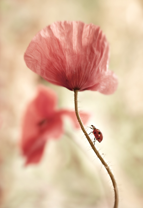 На ладошках у детей