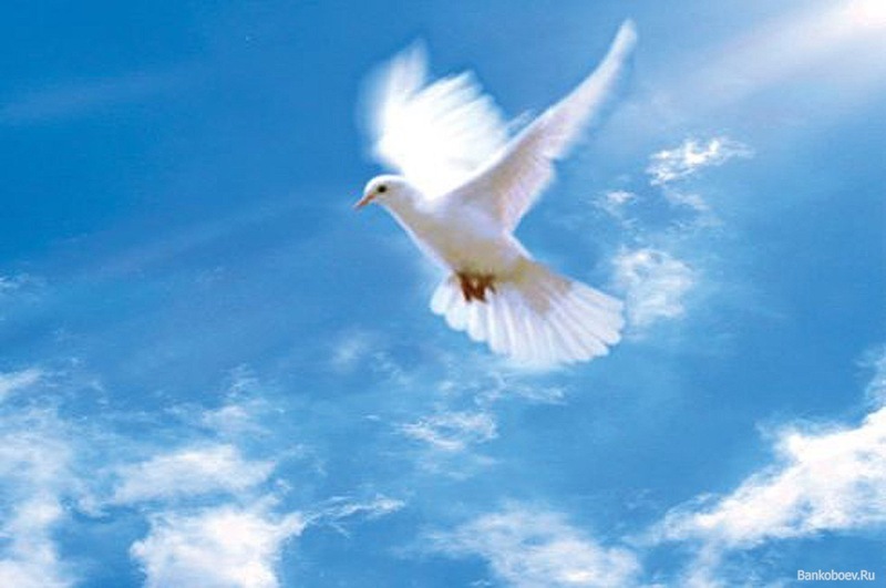Белым голубем