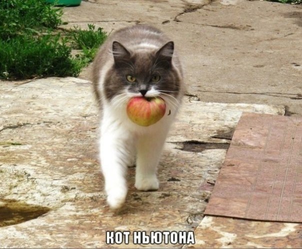 Зачем яблоко коту...