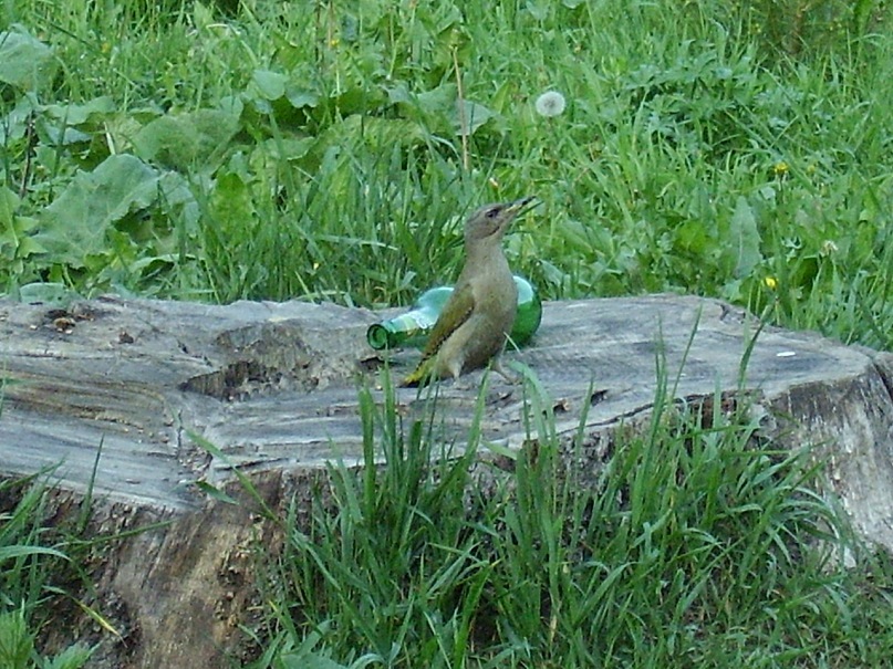 Берегите Природу!