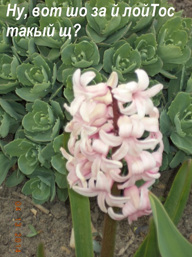 И вот Мы ВыДэмо ужэ гонды