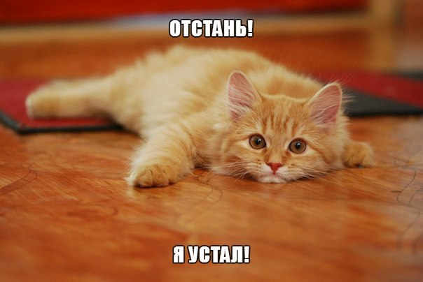 Котёнок устал...