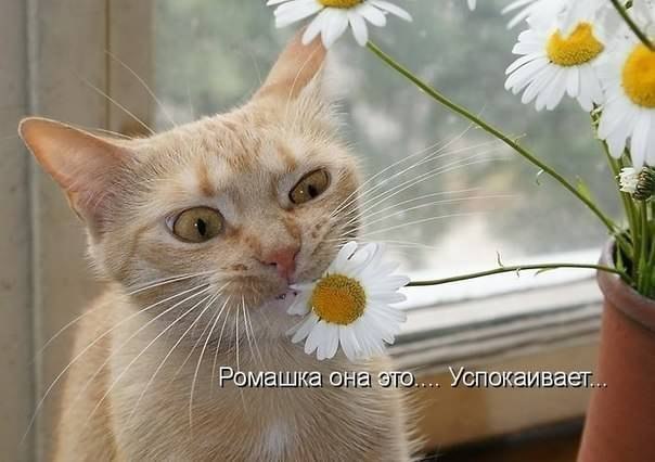 Кот любопытное создание...