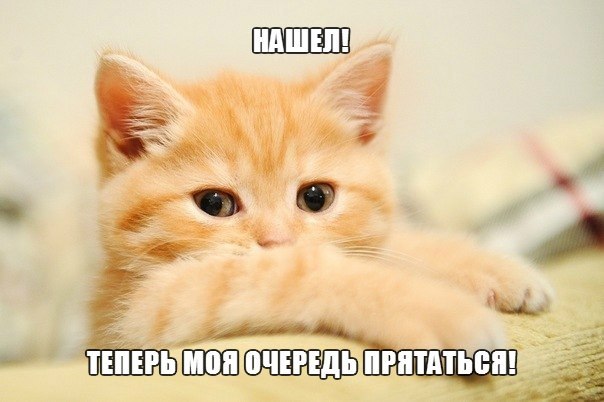 Рыжик симпотяшка...