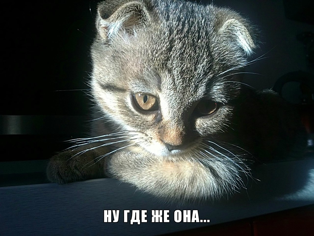 Сидит котик у окна...