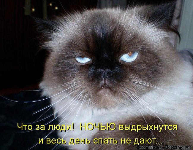 Кот две ночи где-то пропадал...