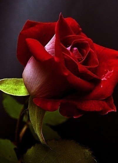 выразить любовь