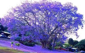 Газон постригли...