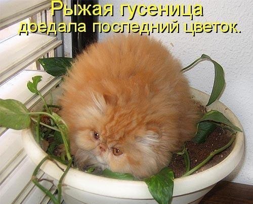 Зимой витаминов не хватает...