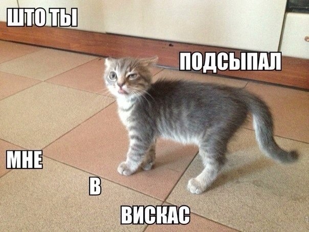 Возмутилась моя киска...