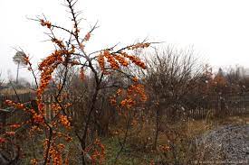 Печально часа ждёт чета...