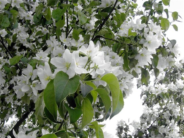 Яблоня в цвету