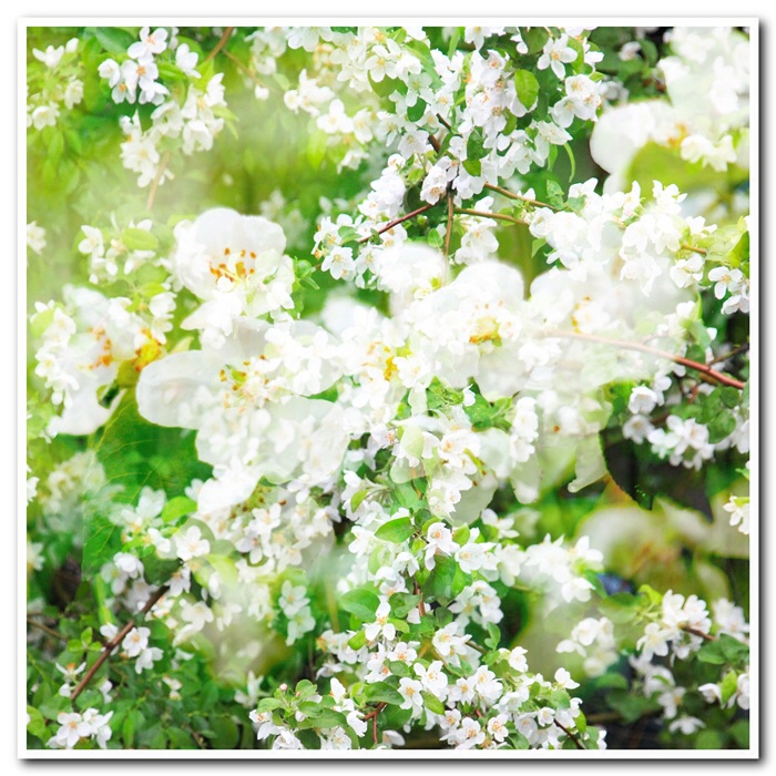 Яблони в цвету