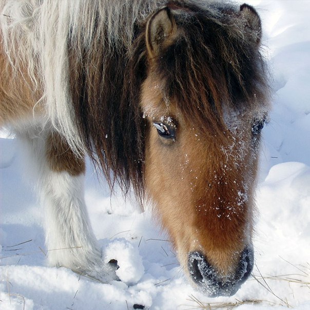Про лошадку...