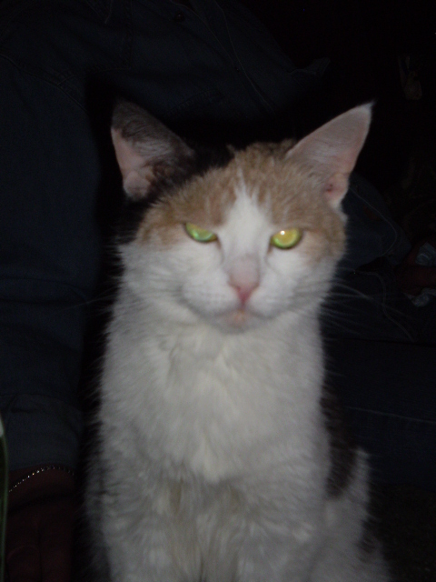 НЕлитературные - Трехцветная кошка