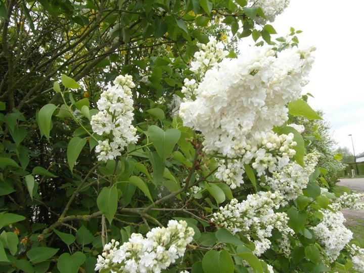 Белая сирень