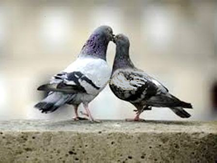 Голубиная любовь