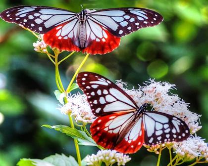 Просветление - в сердце...