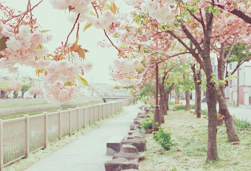 V. Вишня цветёт