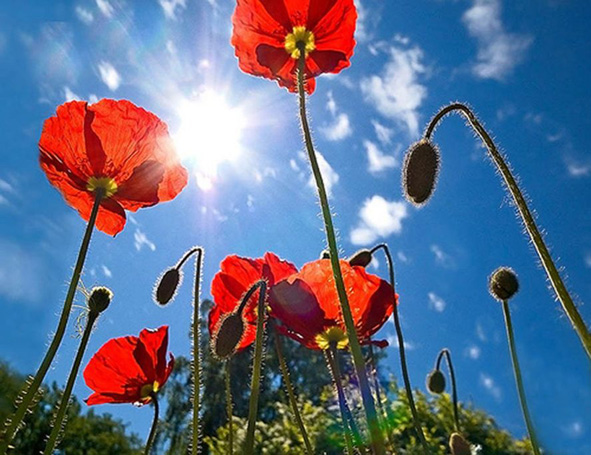 Яркие, алые маки! Дню Природы