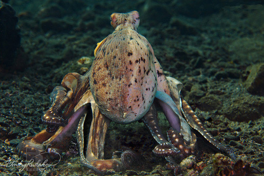 Про делового осьминога