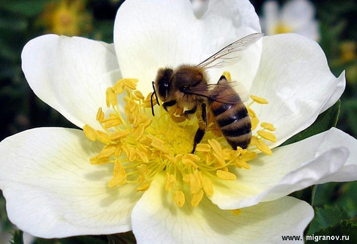 Всем, пишущим стихи