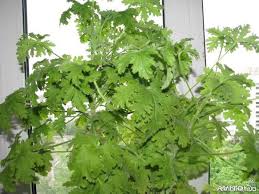 Герань - запах детства