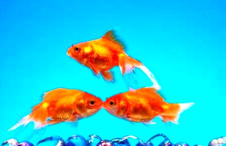 Три желания...