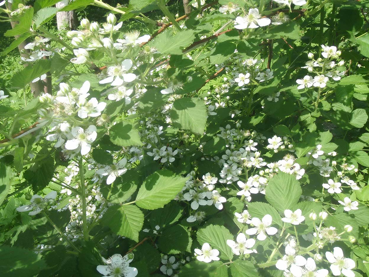 Прошла весна