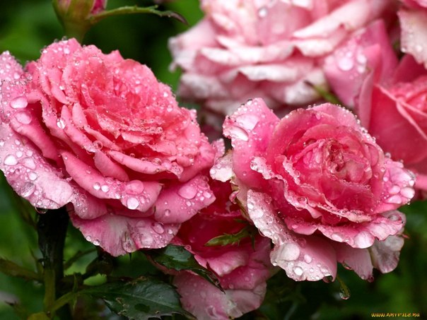 Розовые сны...