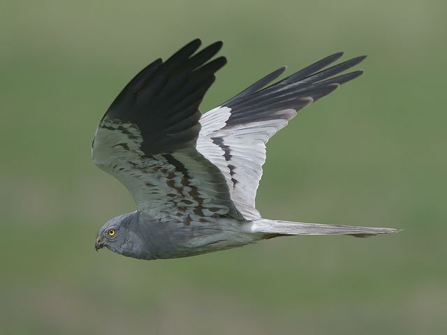 Молчат камыши