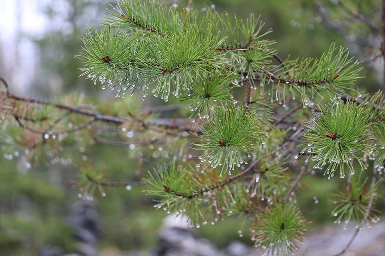 Плачут ели каплями дождя