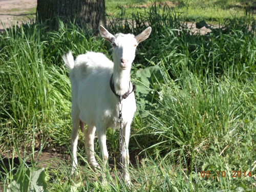 У нас тут ФройЛин обЯвысь!