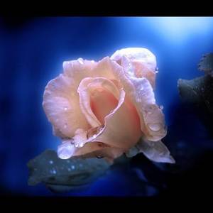 Раскрылись розы в лунном свете